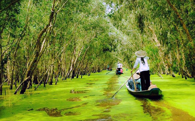 Khám phá vẻ đẹp tự nhiên tuyệt vời tại Rừng Tràm Trà Sư